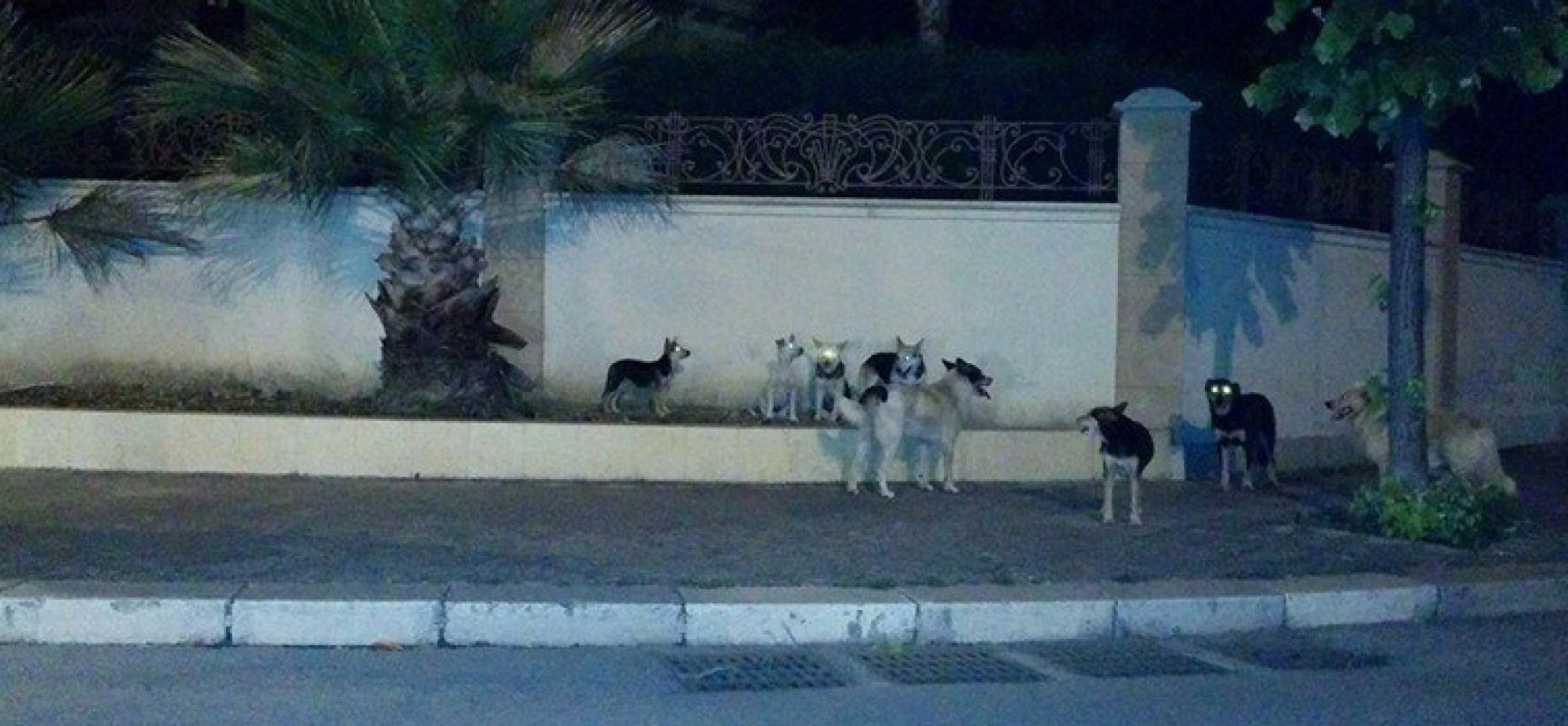 Branco numeroso di cani avvistato più volte nel quartiere Sant’Andrea