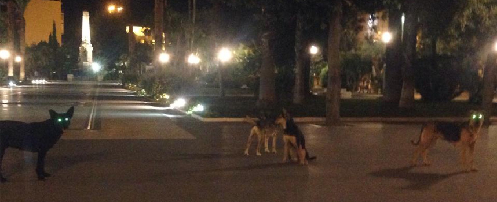 Randagismo, branco di cani a passeggio per la villa comunale