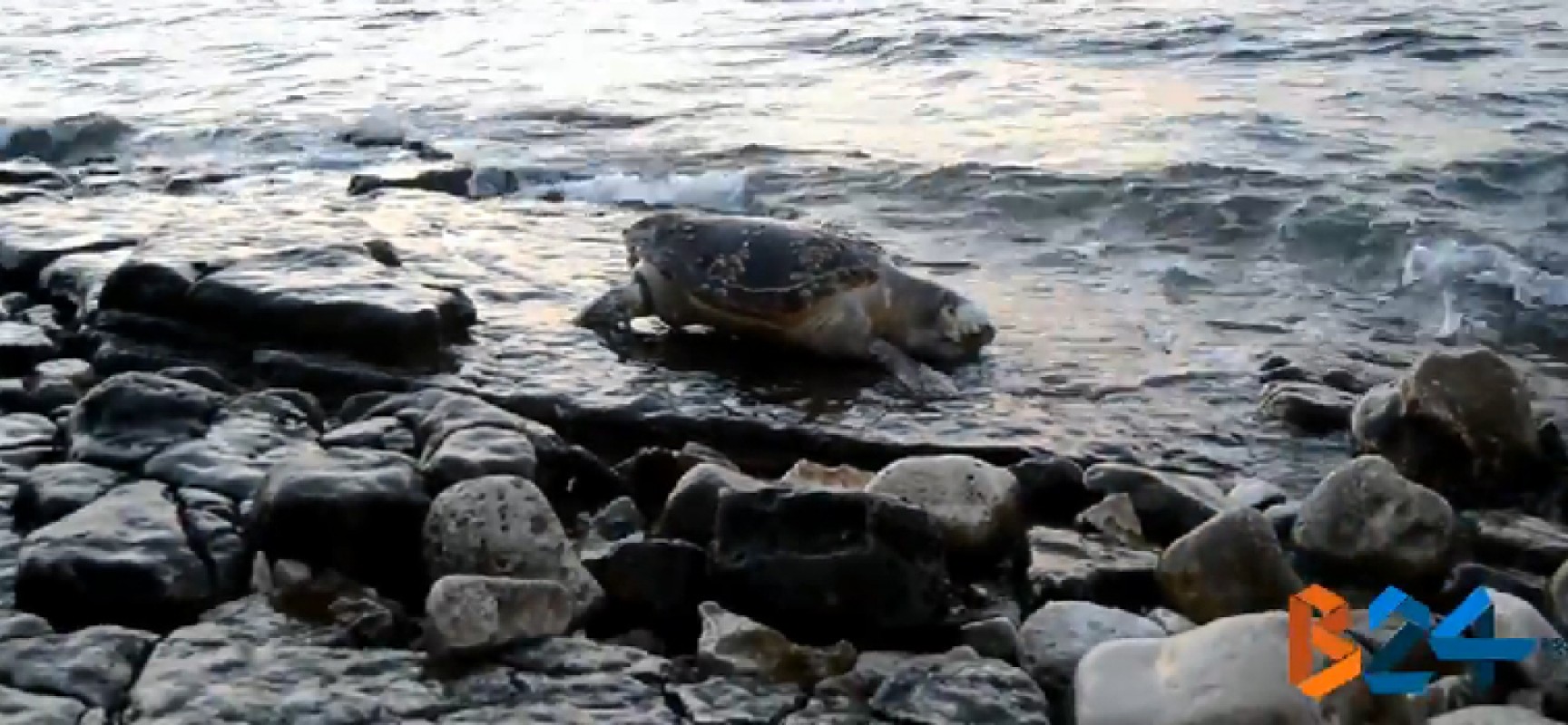 Rinvenute due carcasse di tartarughe marine sulle coste biscegliesi