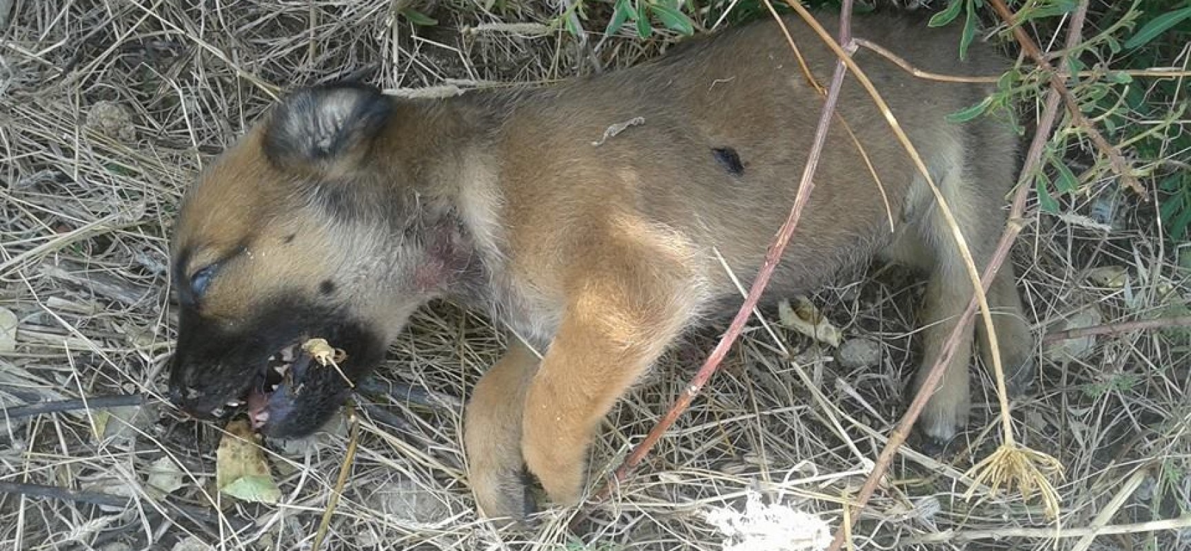 Trovato morto un intero branco di cani randagi, l’associazione Laika di Trani sporge denuncia per uccisione e maltrattamento