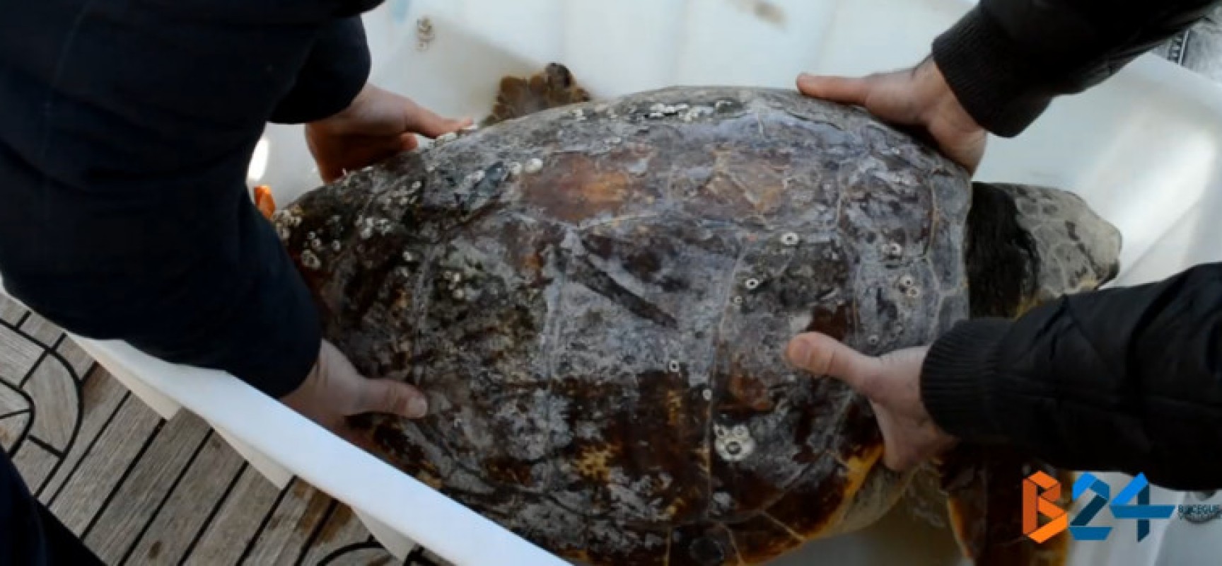 Centro di recupero Wwf, liberate sei tartarughe marine catturate