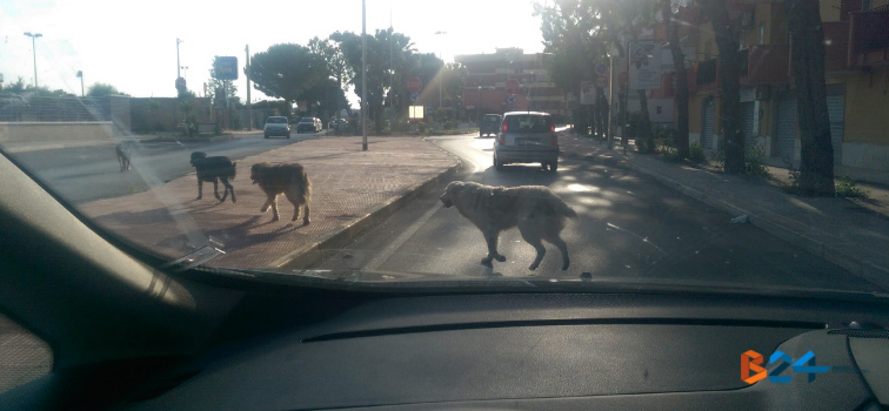Branco di cani randagi su via Imbriani e via Dossena, il fenomeno randagismo è sempre vivo a Bisceglie