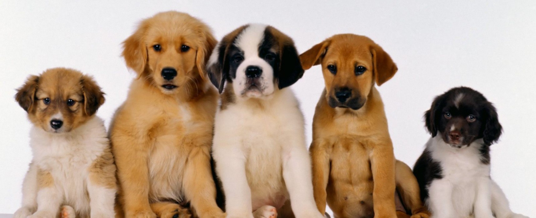 Interact e Rotary Bisceglie, prima edizione di “Una notte da cani”, l’evento dedicato agli amici a quattro zampe