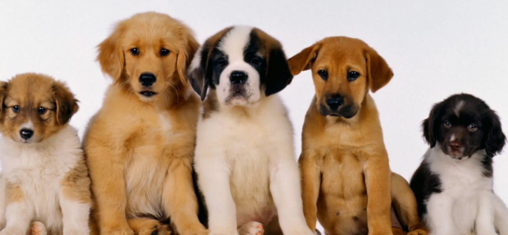 Interact e Rotary Bisceglie, prima edizione di “Una notte da cani”, l’evento dedicato agli amici a quattro zampe