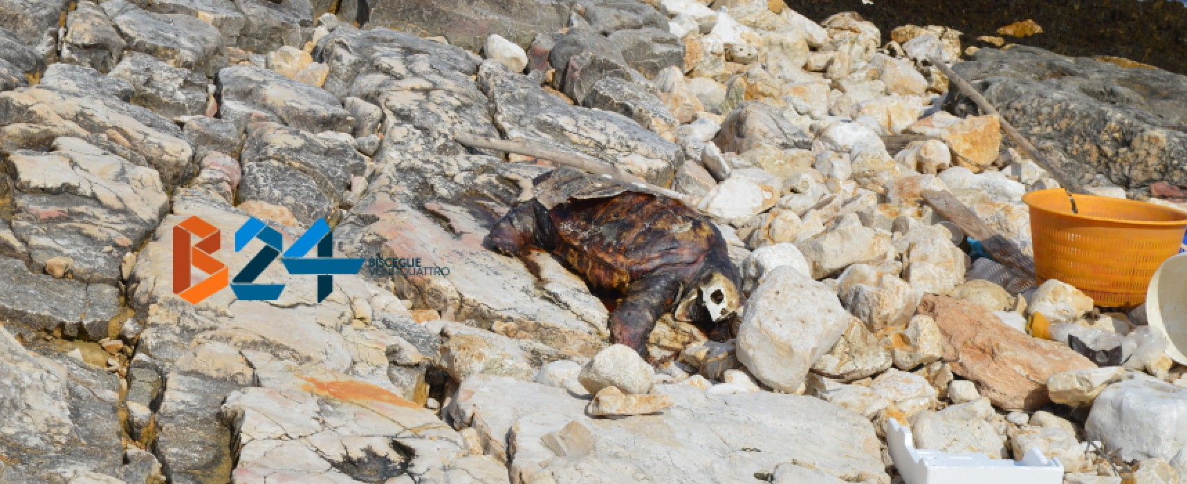 Carcassa di tartaruga spiaggiata da giorni a Ripalta, interviene Centro di Recupero Tartarughe / FOTO