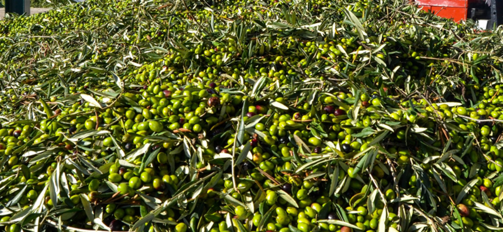 Sventato furto di un notevole quantitativo di olive dalle Guardie Campestri