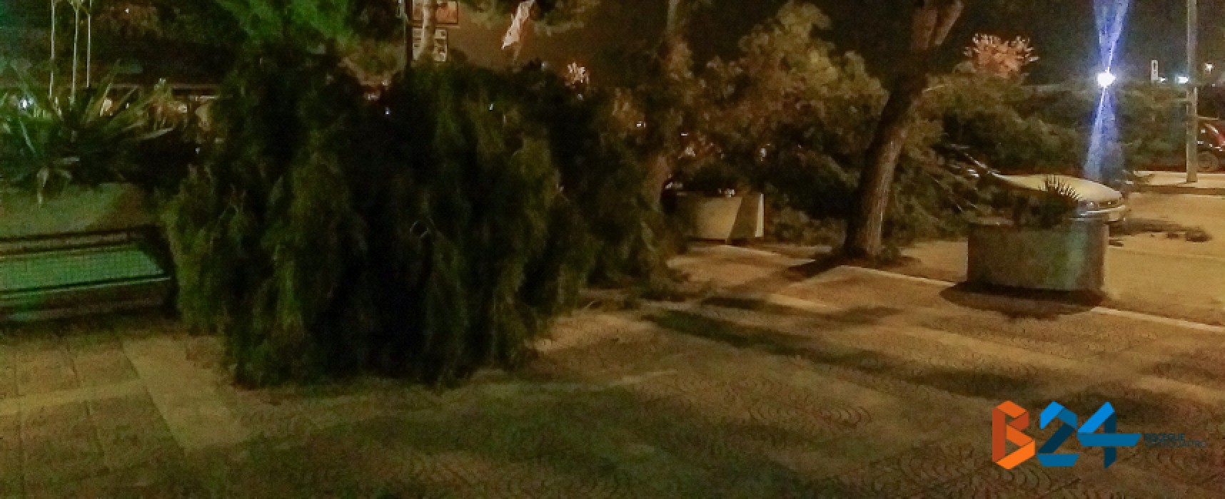 Due grossi rami di pino cedono in via San Martino a causa del forte vento / FOTO