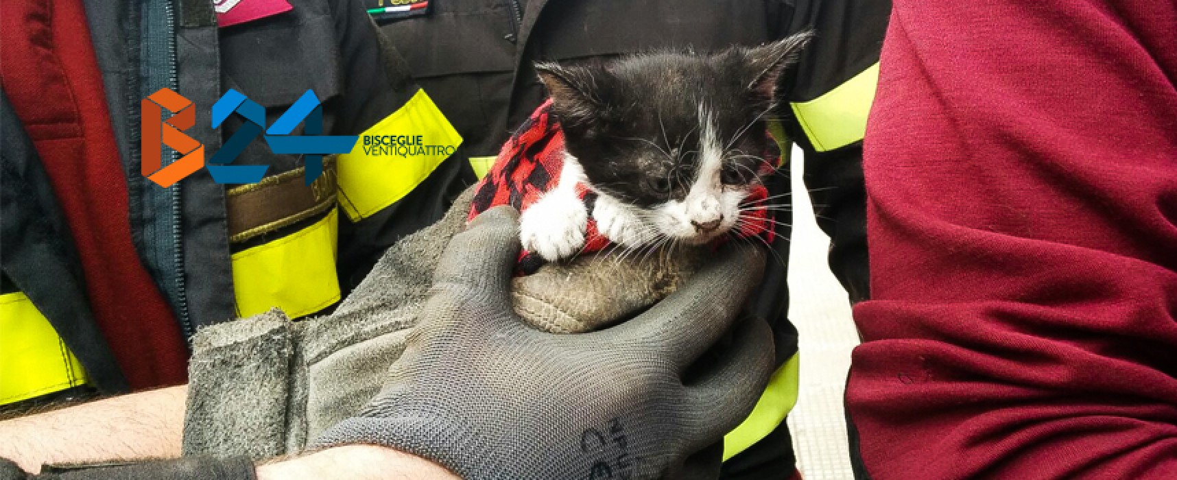 Gattino intrappolato in un tubo di scolo salvato dai vigili del fuoco / FOTO