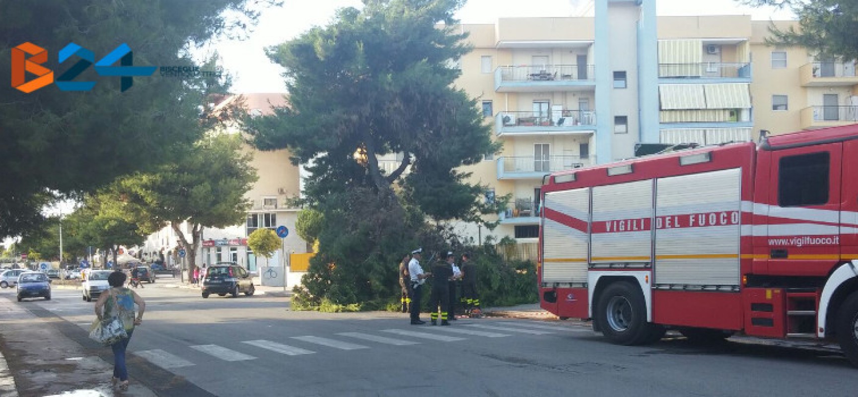 Paura in via Di Vittorio, cede un enorme ramo di pino /FOTO