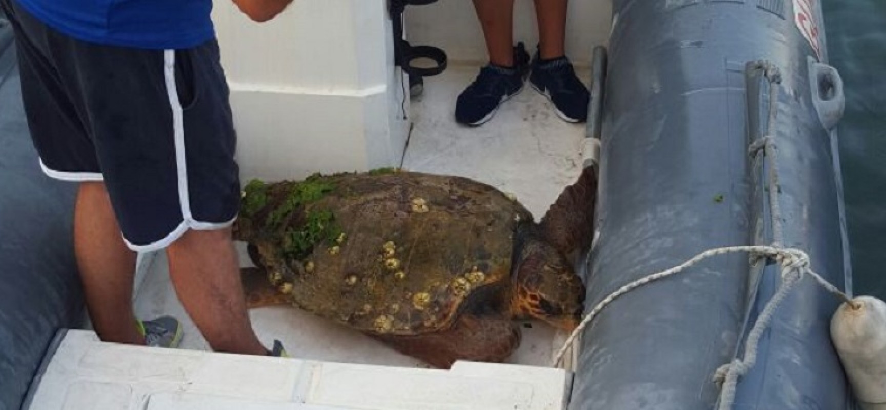 Salvata ieri pomeriggio nelle acque del porto una tartaruga ferita