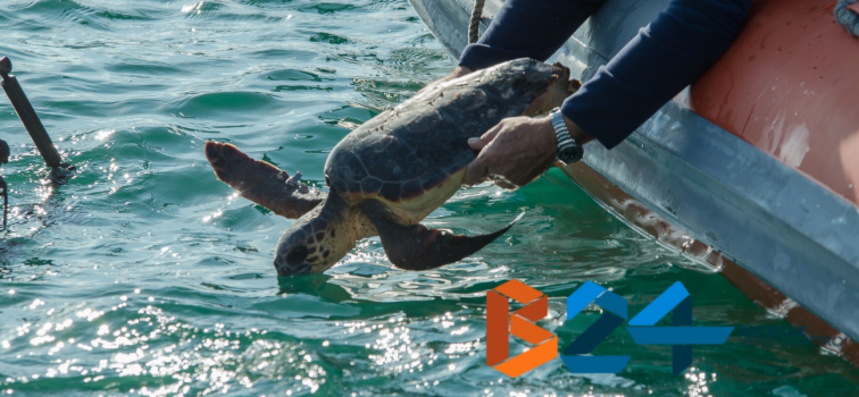 Liberazione di due tartarughe marine nel mare di Bisceglie