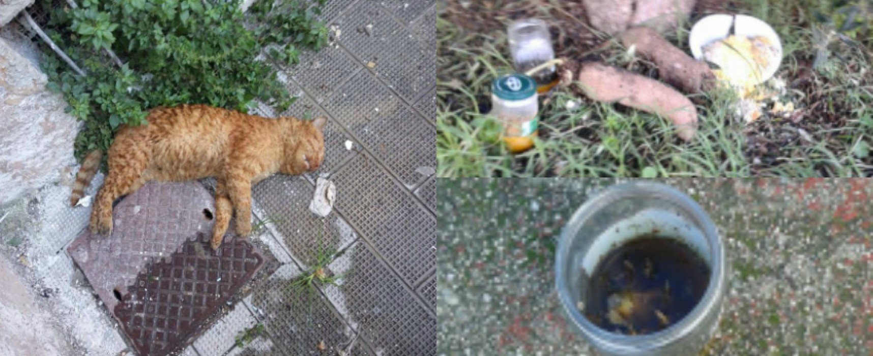 Esche avvelenate uccidono diversi gatti, la denuncia dell’associazione “I Figli di nessuno”