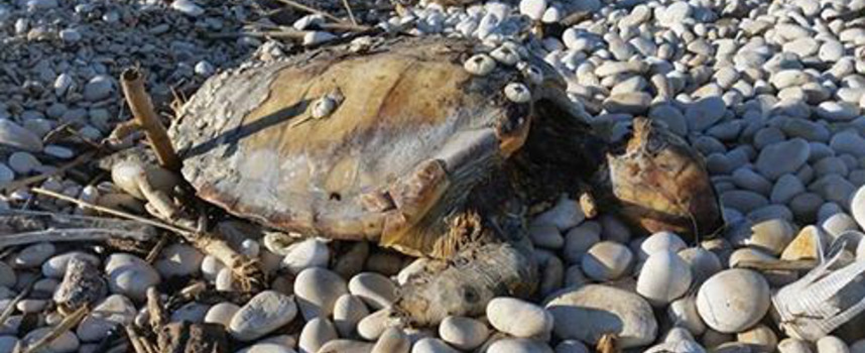 Carcassa di tartaruga marina ritrovata alla spiaggia “La Torretta”