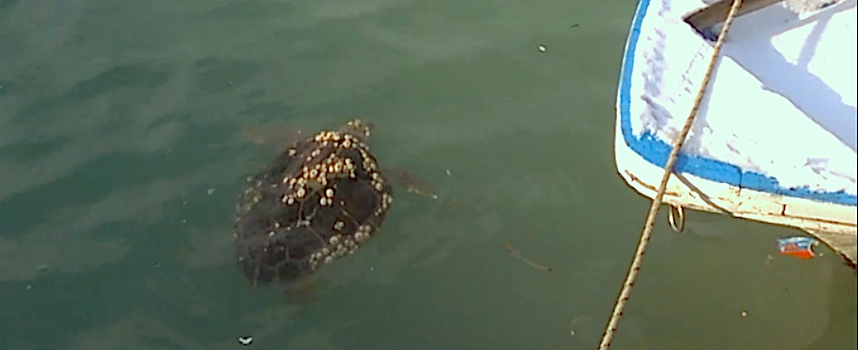 Recuperate due tartarughe nel porto grazie a segnalazione di cittadini. Una in gravi condizioni