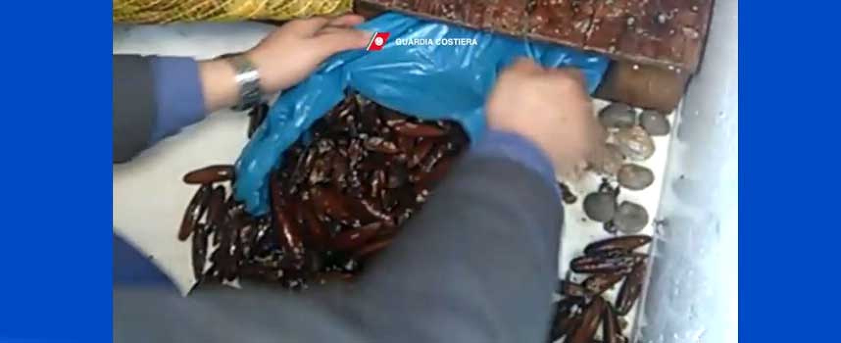 Sequestrati 50 chili di datteri di mare, denunciato un pregiudicato biscegliese / VIDEO e FOTO