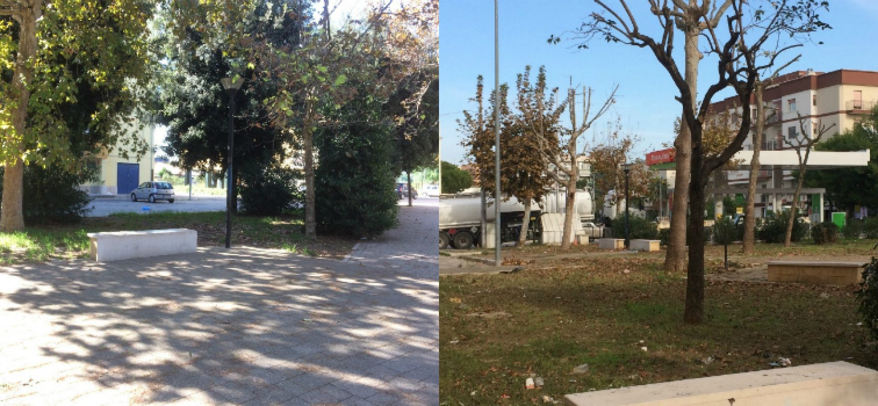 Bisceglie 5 Stelle: “Danneggiati 13 alberi di platano su 17 in piazza Salvo D’Acquisto”