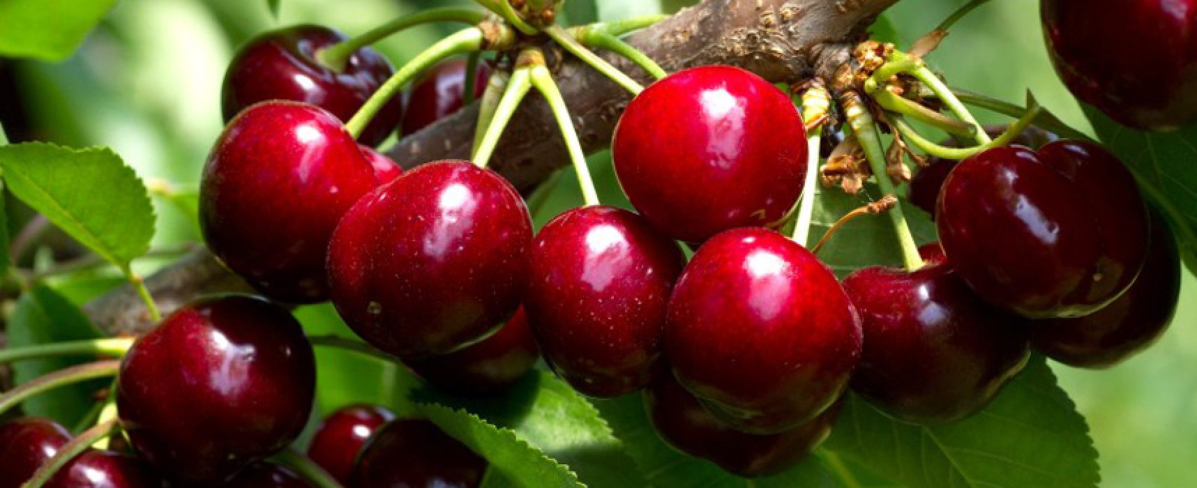 “L’innovazione varietale del ciliegio”, domani convegno e presentazione di nuove cultivar internazionali