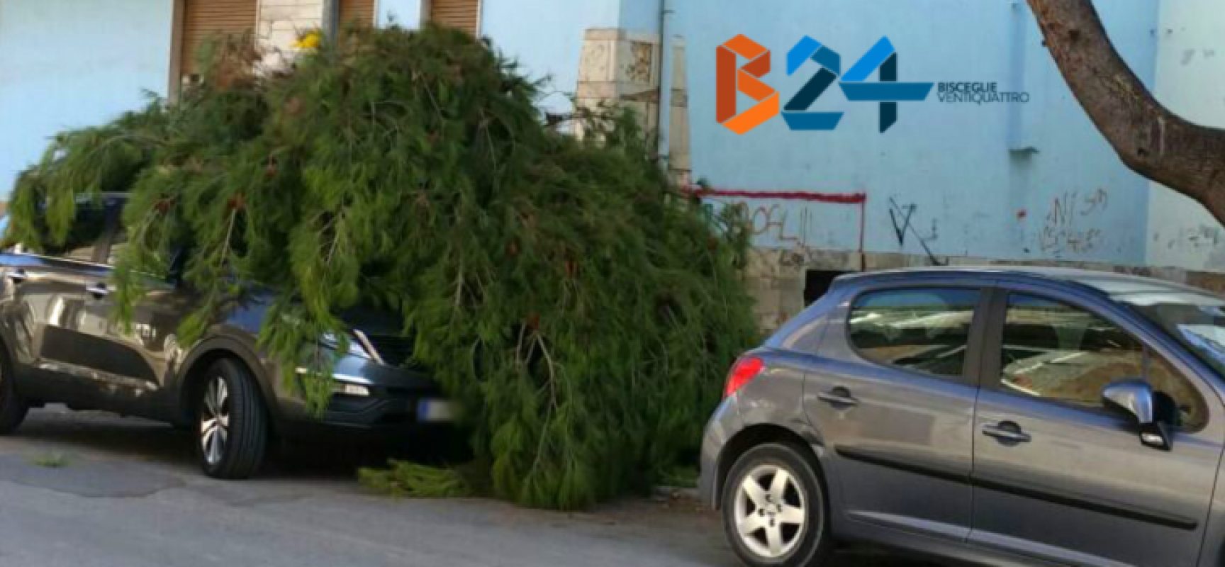 Grosso ramo di pino cade su autovettura in via Pascoli, nessun ferito / FOTO