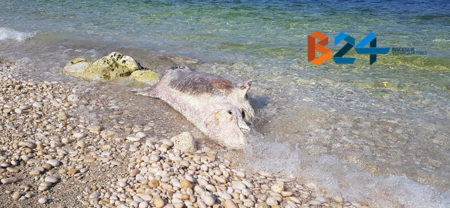 Carcassa di delfino ritrovata sulla spiaggia di Ripalta / FOTO