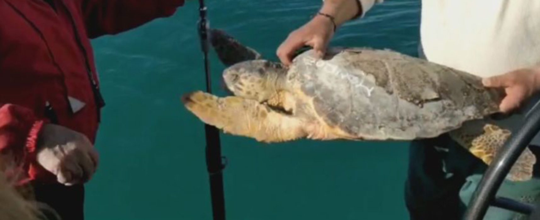 Liberate 4 tartarughe marine nelle acque al largo di Bisceglie / VIDEO