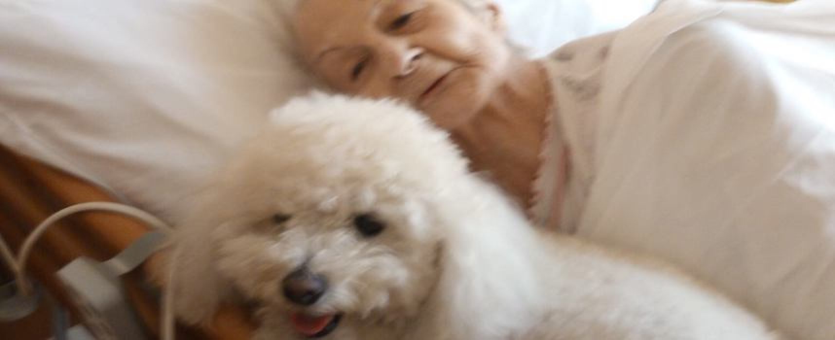 Hospice, 93enne accarezza il suo barboncino prima dell’addio: primo caso di “pet visiting” in Puglia