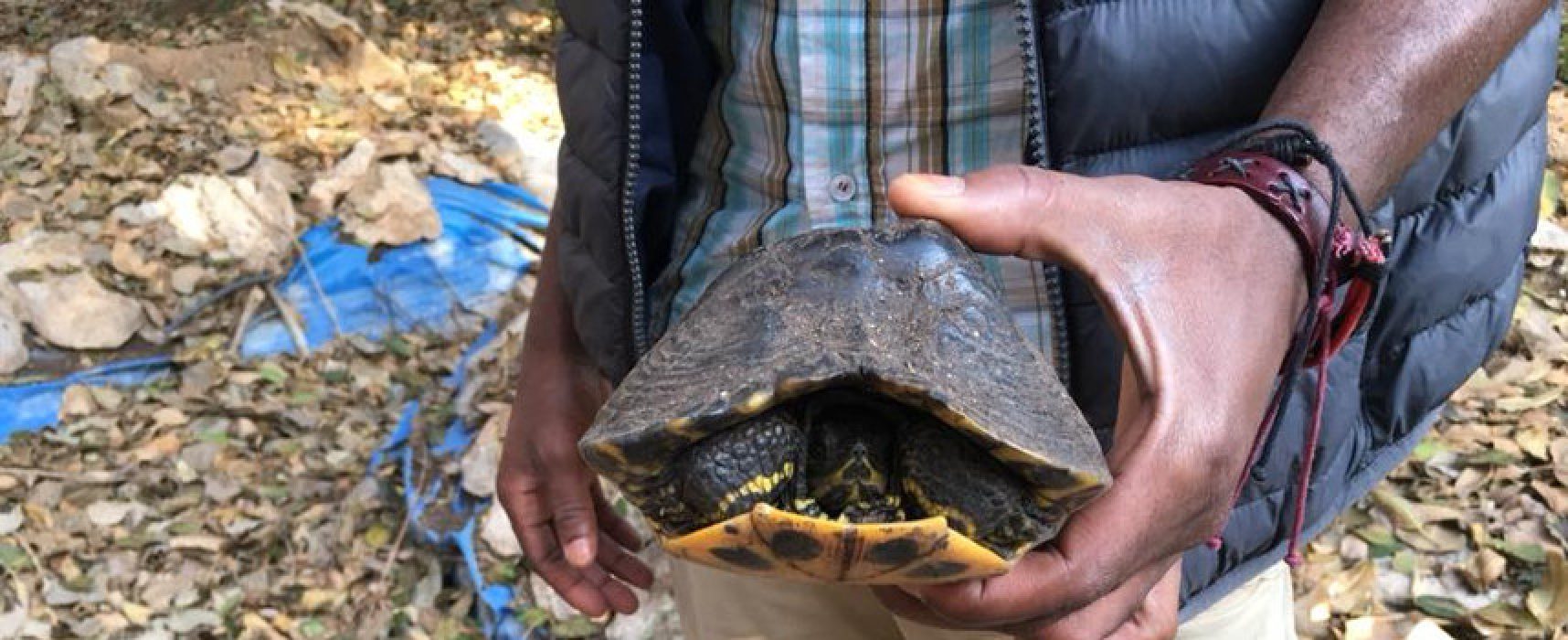 Giardino botanico, trovate due tartarughe sopravvissute ad anni di abbandono