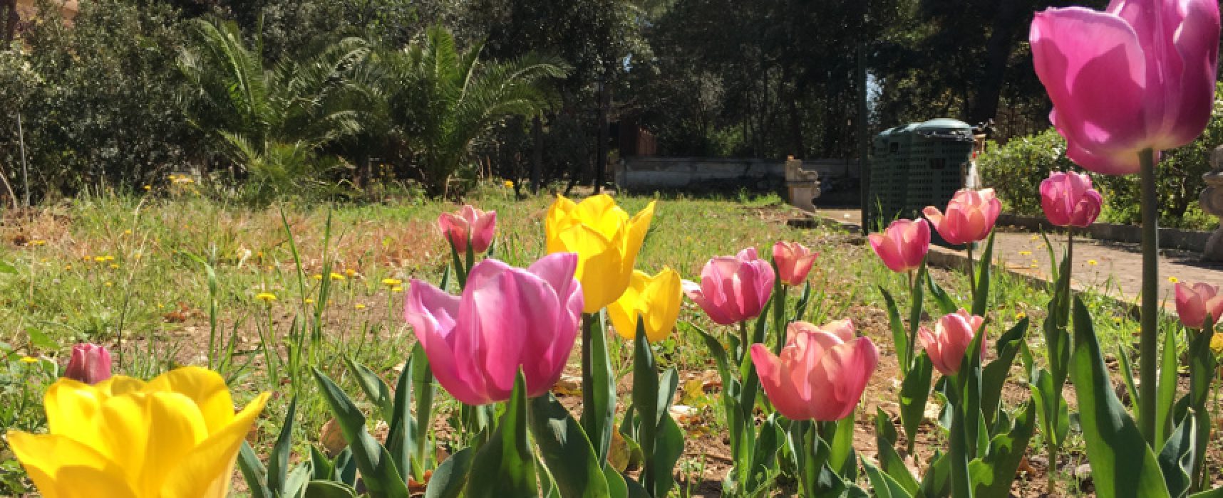 Concorso per scuole pugliesi, in palio bulbi di tulipano da piantare nelle aree verdi