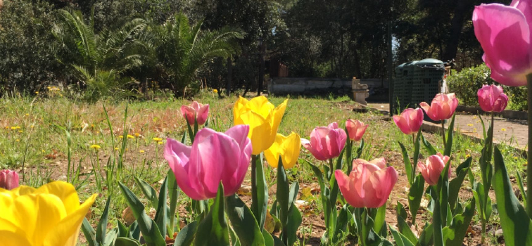 Concorso per scuole pugliesi, in palio bulbi di tulipano da piantare nelle aree verdi