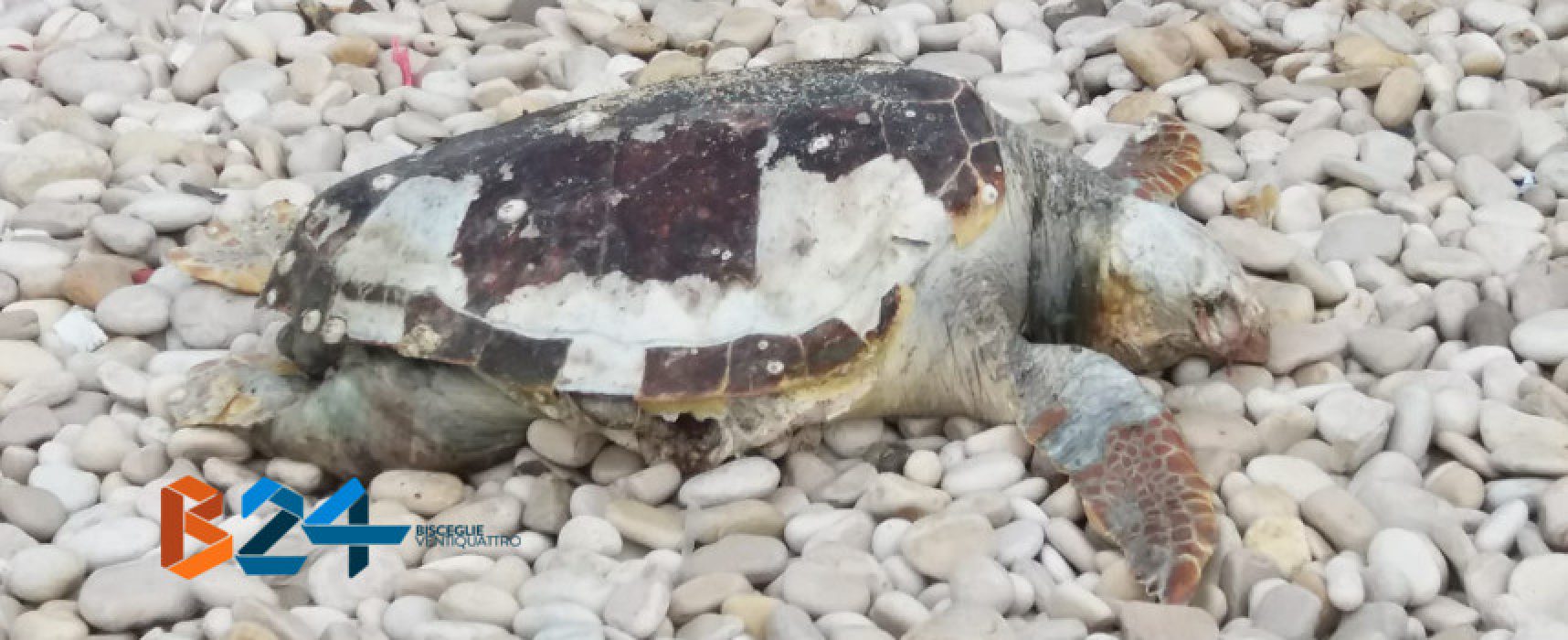 Carcassa di tartaruga marina ritrovata alla seconda spiaggia