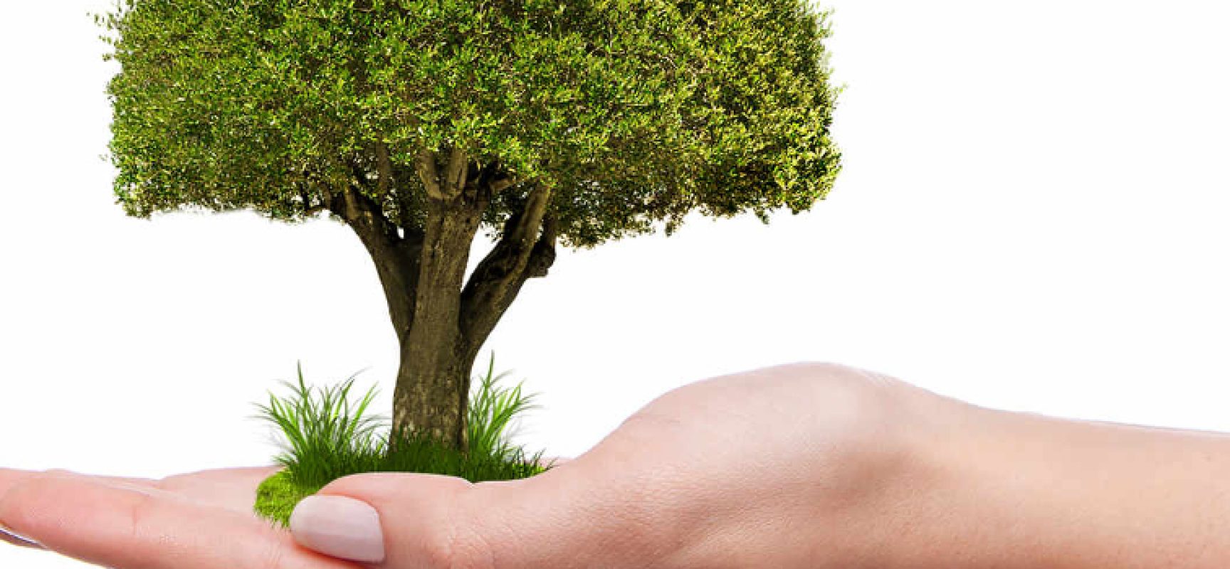 Giornata nazionale degli alberi, attivisti 5 stelle rinfoltiscono il verde cittadino / DETTAGLI