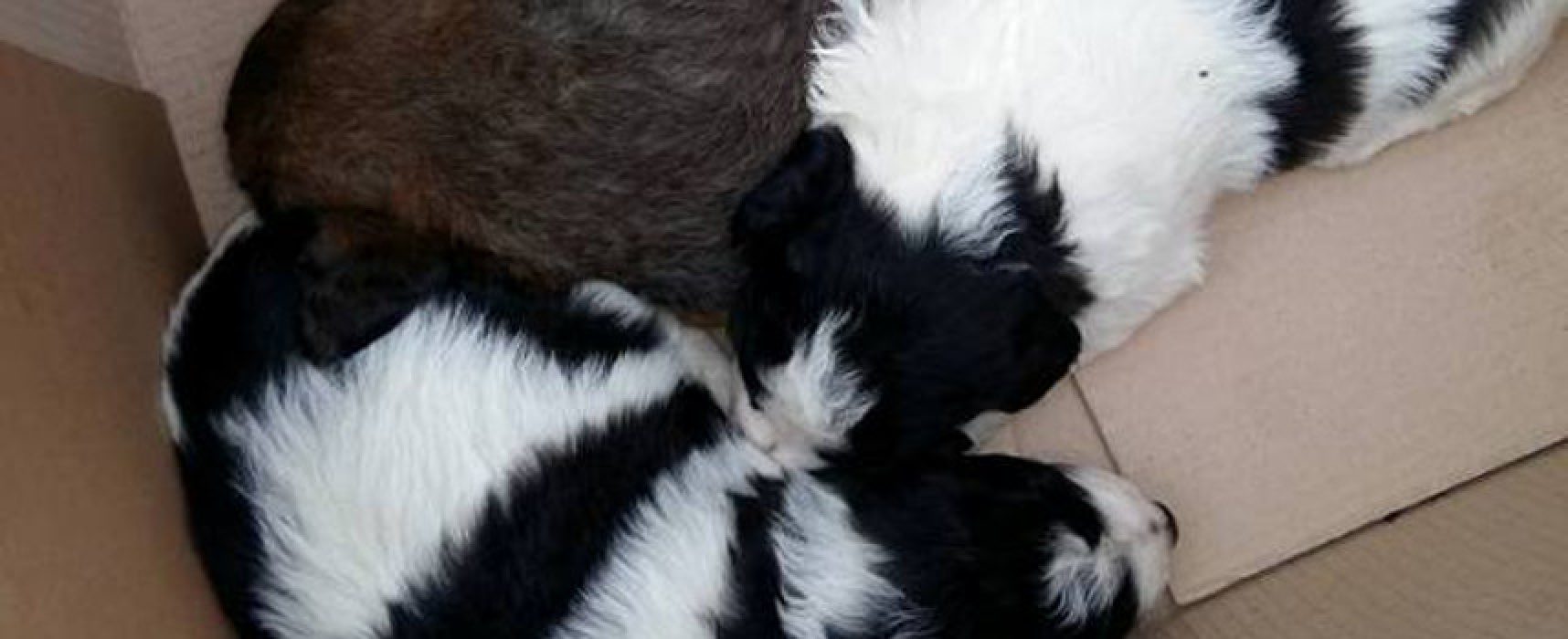 Guardia Ambientale ritrova quattro cuccioli di cane abbandonati, presto in adozione