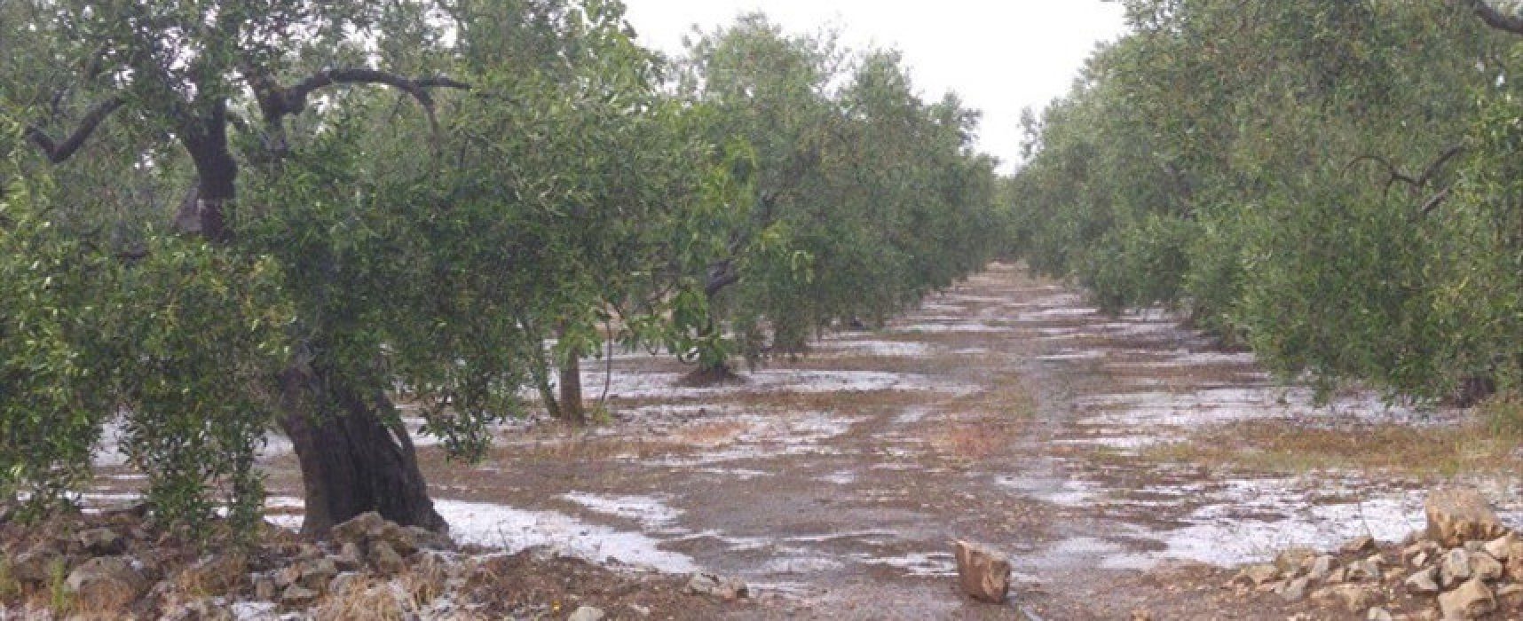 Gelate, L’Abbate (M5S): “Dal Governo subito fatti concreti per gli agricoltori pugliesi”