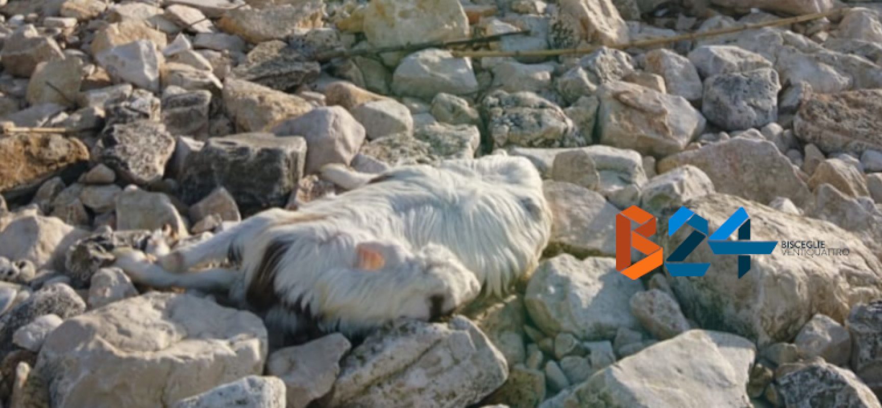 Carcassa di capra ritrovata sulla spiaggia del Teatro Mediterraneo