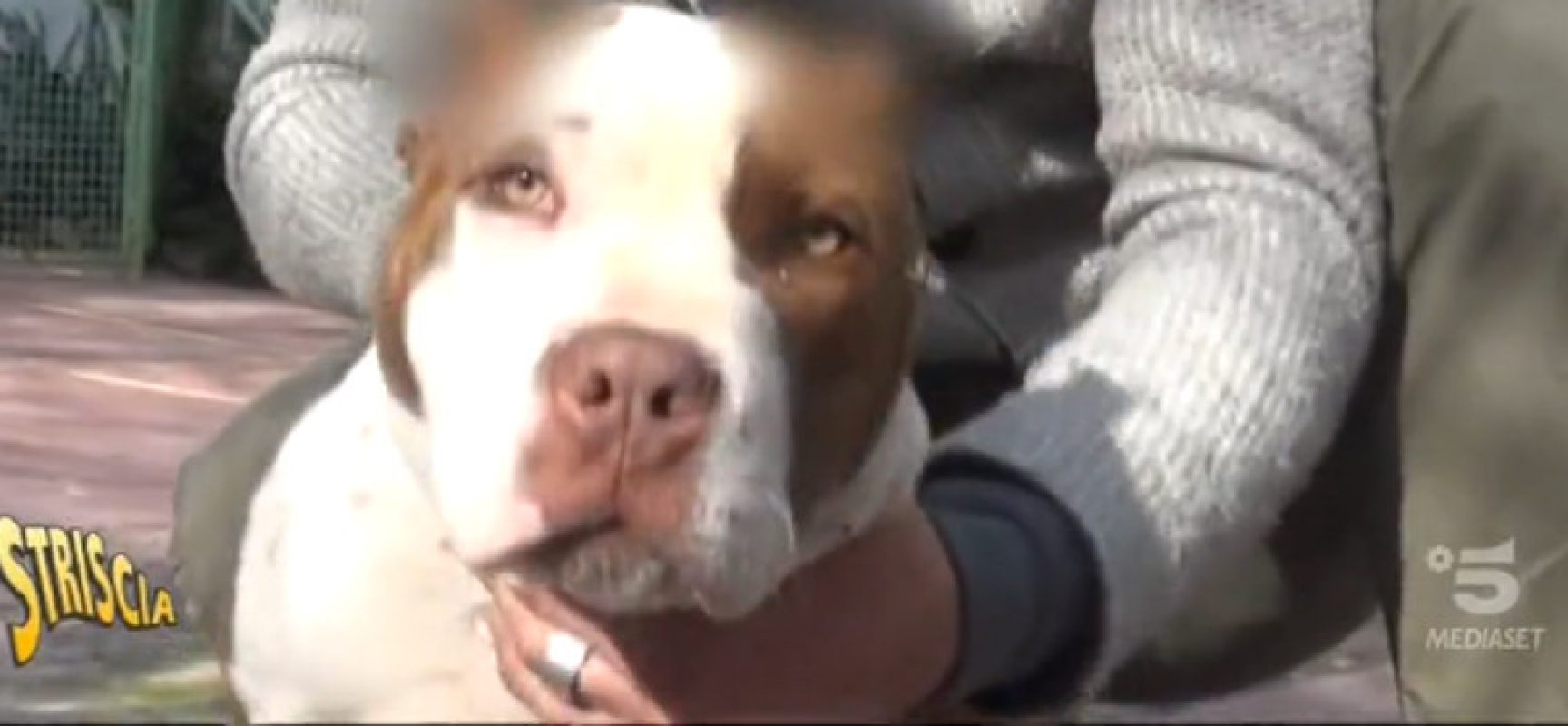 Striscia la notizia sul caso del Pitbull ferito salvato a Bisceglie