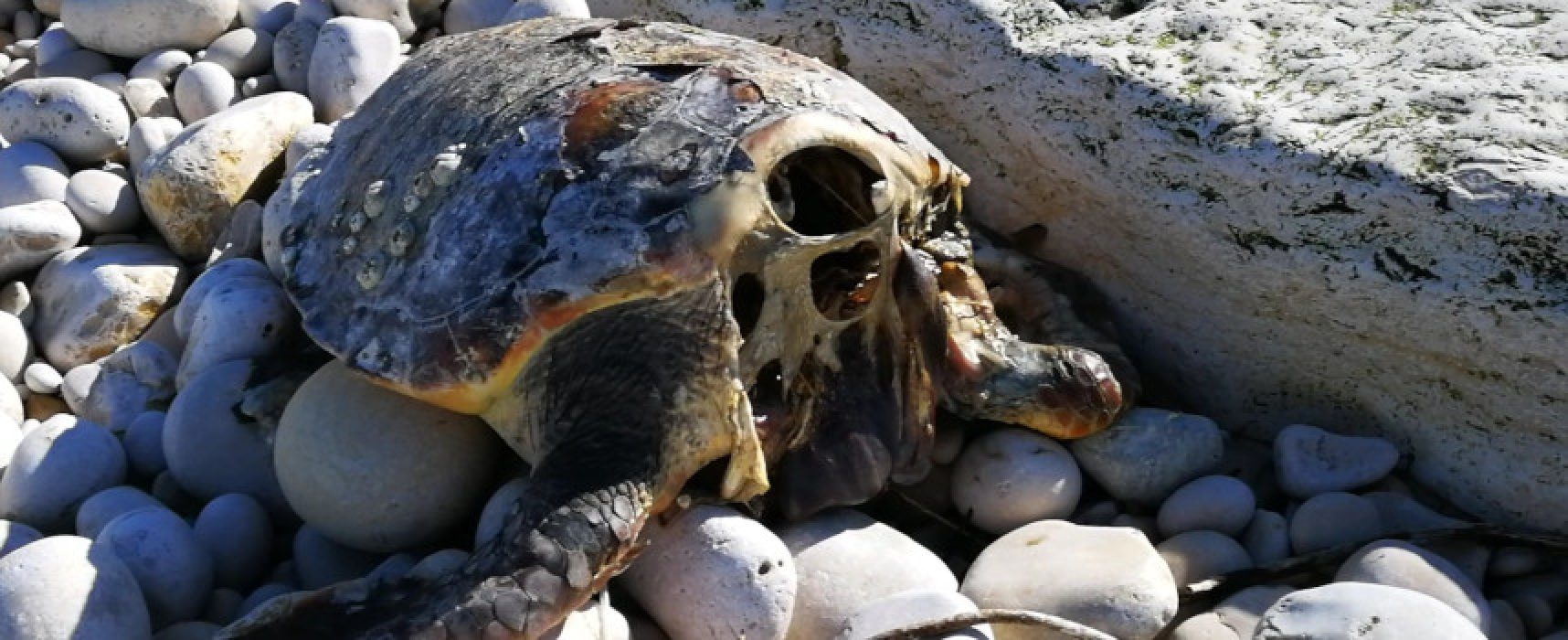 Tartarughe marine decapitate per superstizione, l’appello del WWF: “Chi sa parli!”