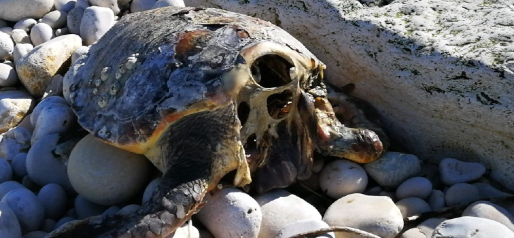 Tartarughe marine decapitate per superstizione, l’appello del WWF: “Chi sa parli!”