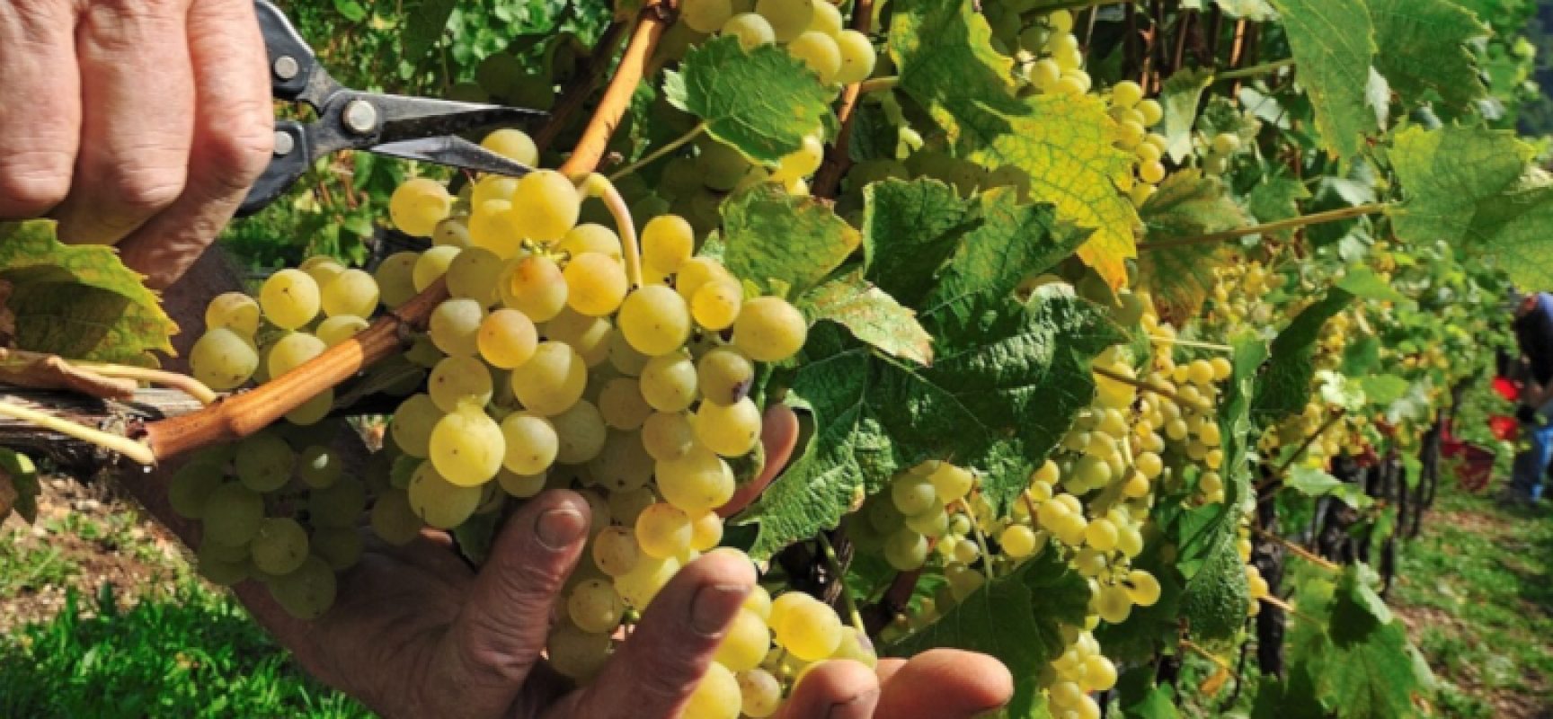 “Viticoltura: mercato, formazione e sostenibilità”﻿, incontro su mercato e vino pugliese