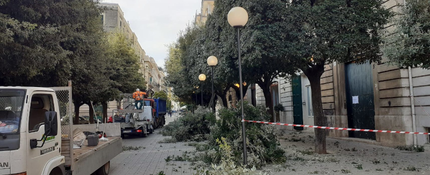 Interventi di potatura alberi in tutta la città, Natale Parisi: “Si proseguirà sino a marzo”