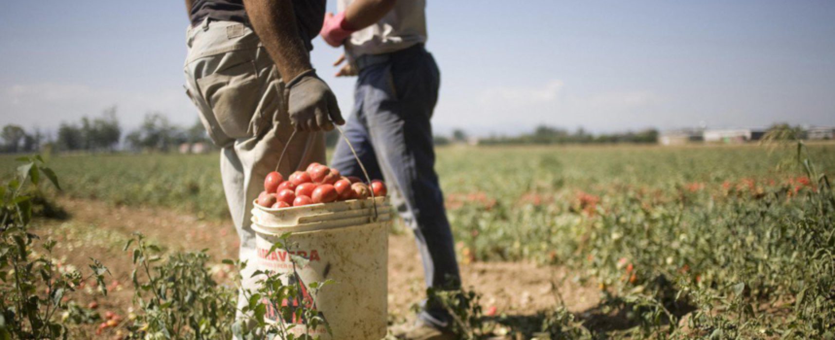 Flai Cgil Bat: “Nessun problema manodopera in agricoltura. Urgenti sono trasporto e Dpi”
