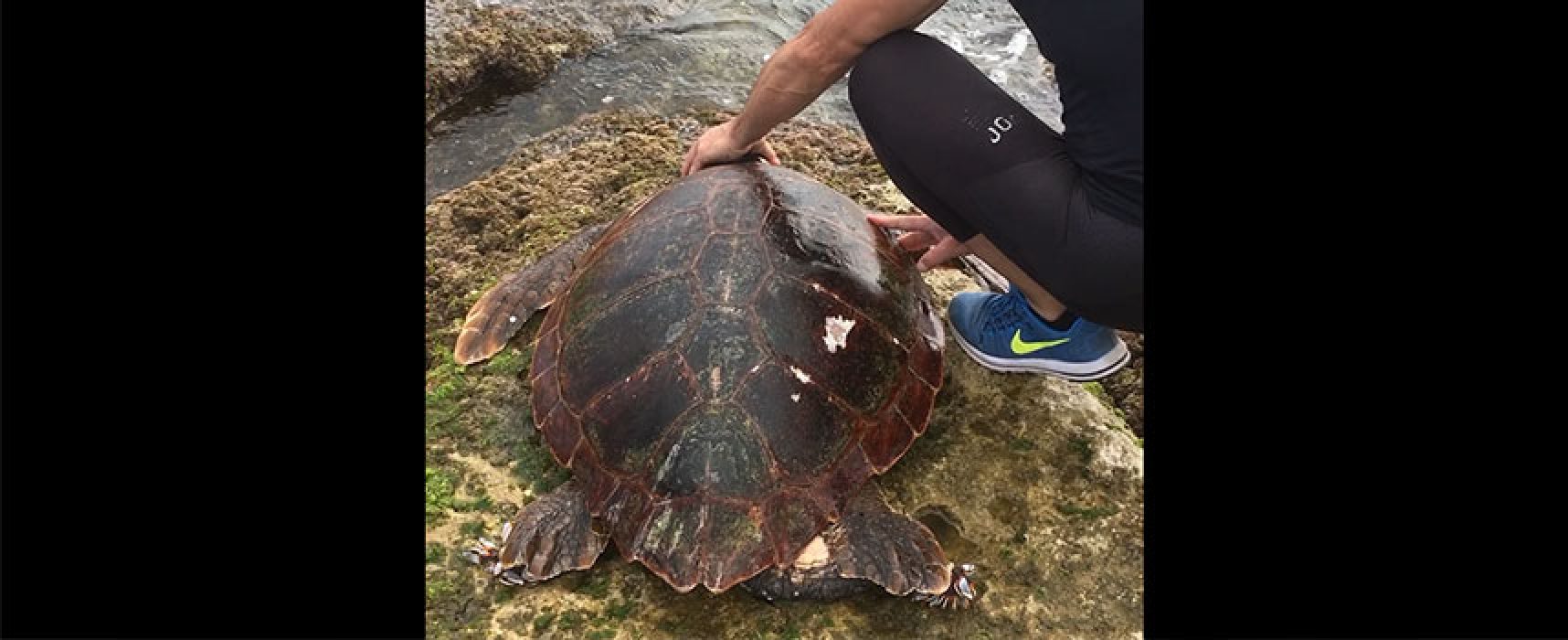 Nuova carcassa di tartaruga ritrovata in zona Paternostro / VIDEO