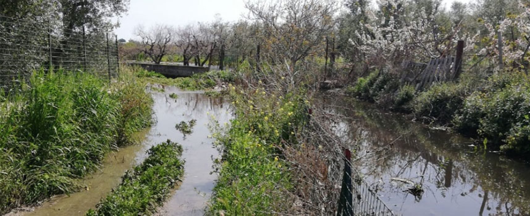 Bisceglie D’Amare segnala problematiche in zona Lama di Macina, “Canale inonda terreni con acque nere”