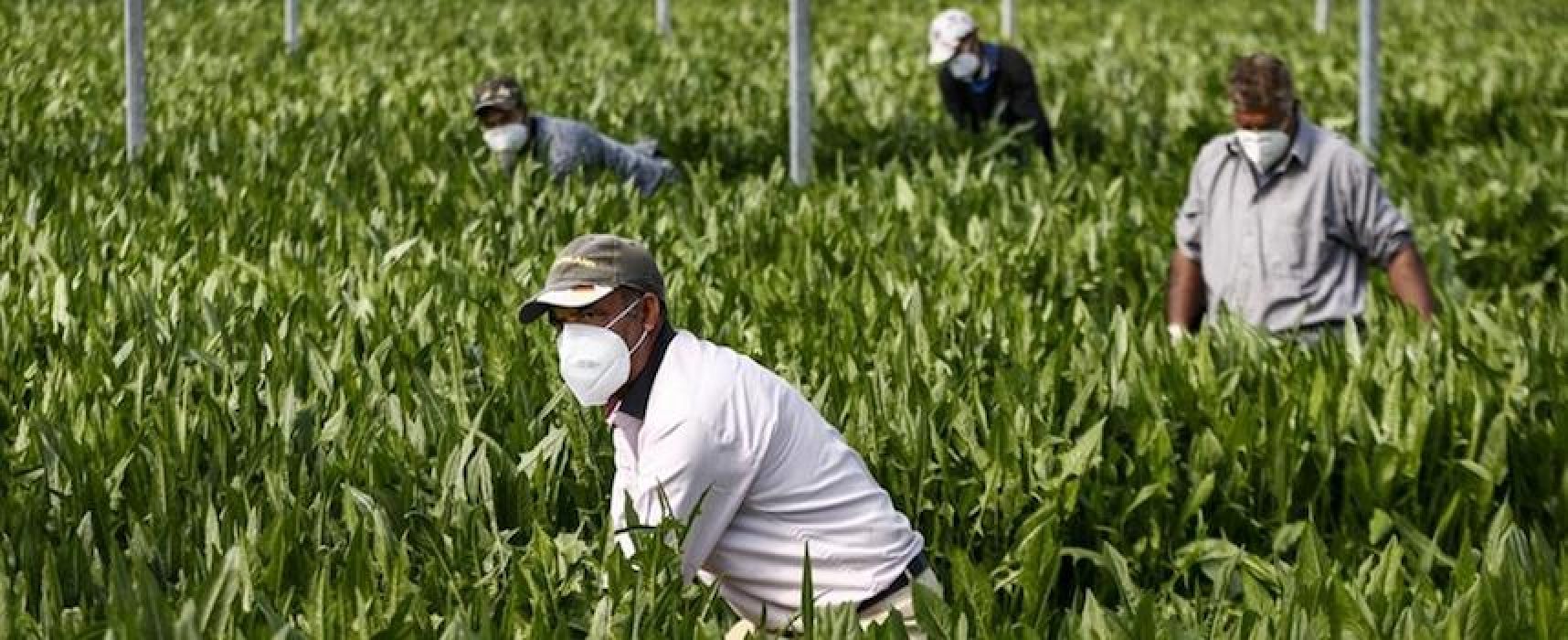 Cimala Ebat, al via distribuzione 30.000 mascherine gratuite a lavoratori agricoli