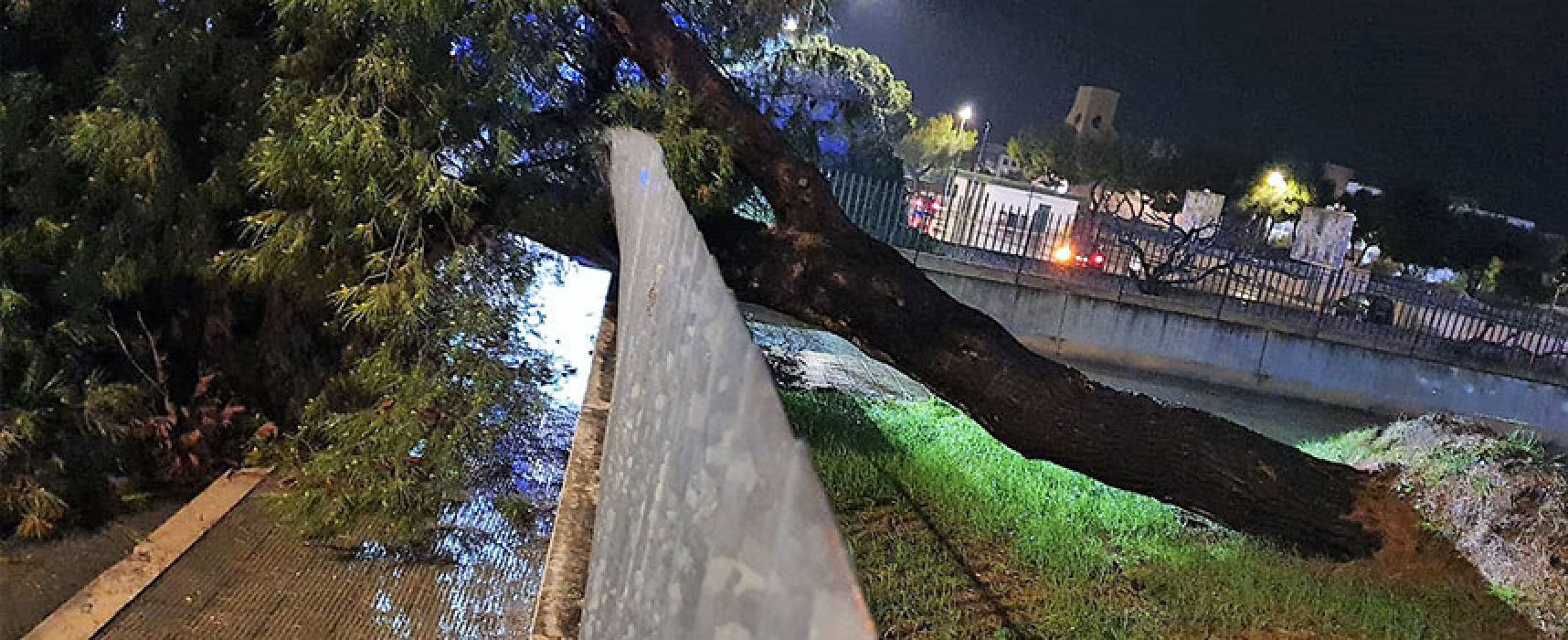Amendolagine su caduta albero: “Tragedia sfiorata, sordità istituzionale amministrazione”