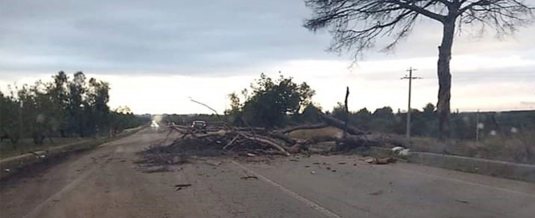 Maltempo, Bisceglie: cade albero su strada provinciale 85, intervengono Vigili del Fuoco