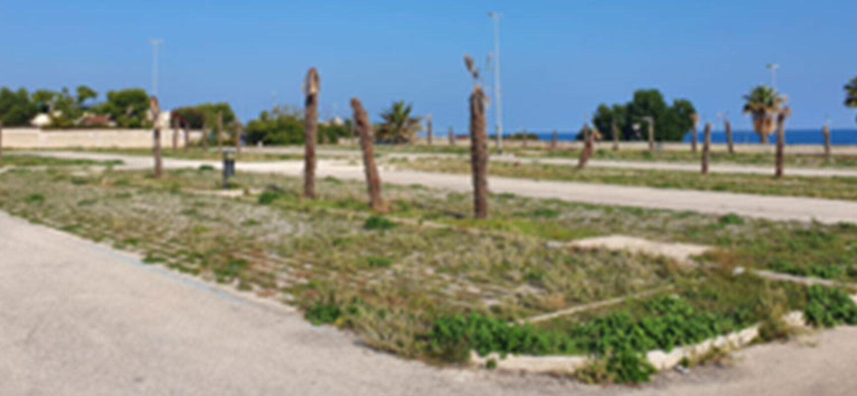 Spina: “La vera rivoluzione verde della Svolta: tagliate circa 200 palme a Conca dei Monaci”