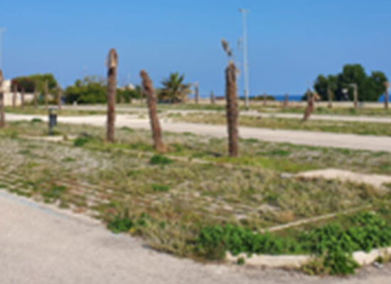 Spina: “La vera rivoluzione verde della Svolta: tagliate circa 200 palme a Conca dei Monaci”