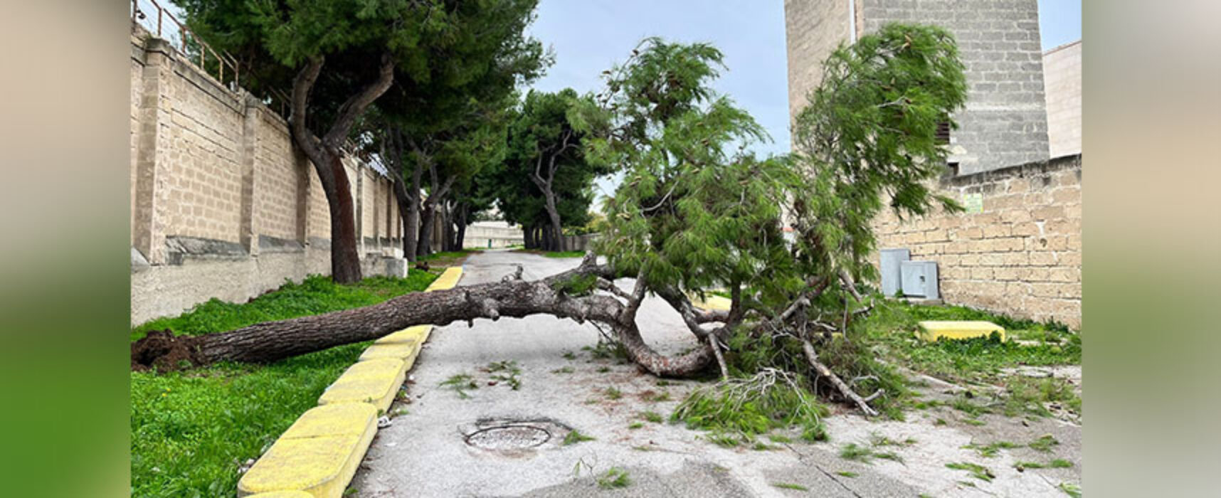 Cade albero alle prime ore del mattino, chiuso ingresso al Cimitero da Carrara Camposanto