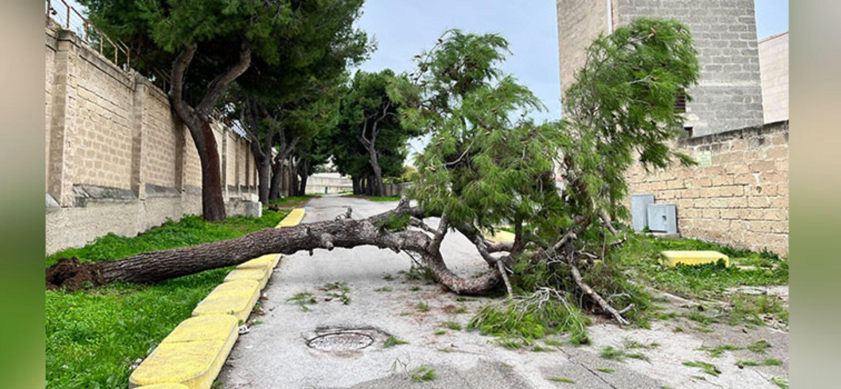 Cade albero alle prime ore del mattino, chiuso ingresso al Cimitero da Carrara Camposanto