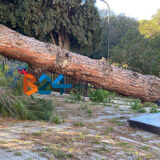 Albero di grosse dimensioni caduto all’interno del Parco delle Beatitudini / FOTO