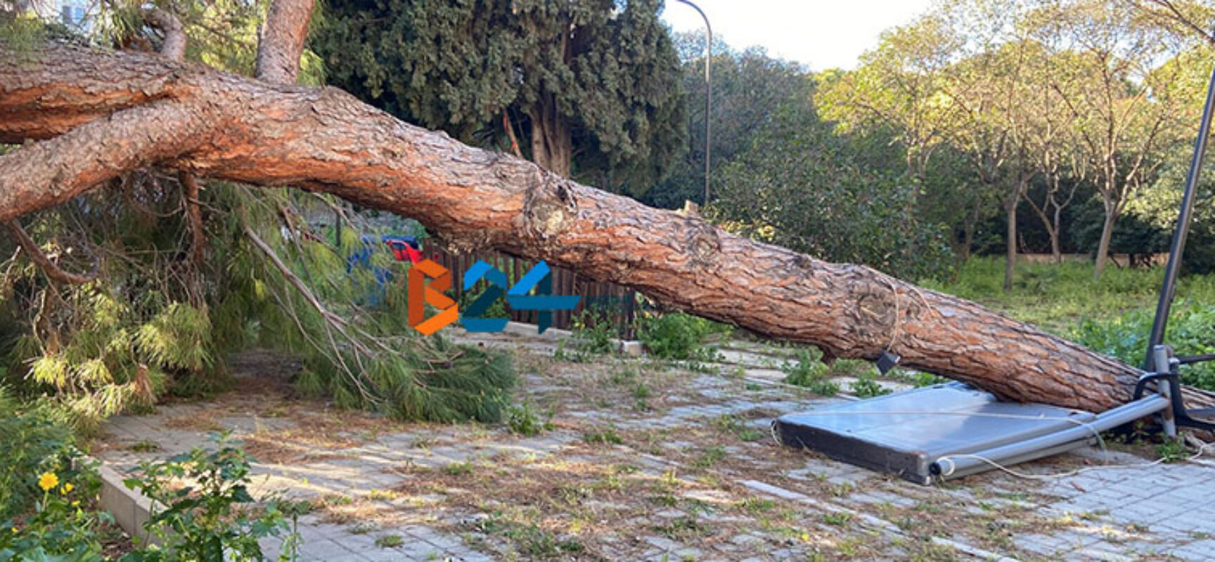 Albero di grosse dimensioni caduto all’interno del Parco delle Beatitudini / FOTO